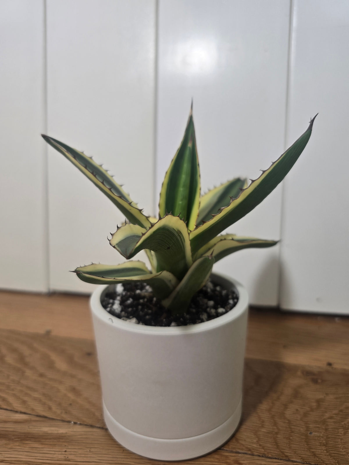 Share Agave Quadricolor Lophantha Variegated Rare Succulent in Kanso Pot w/ Saucer