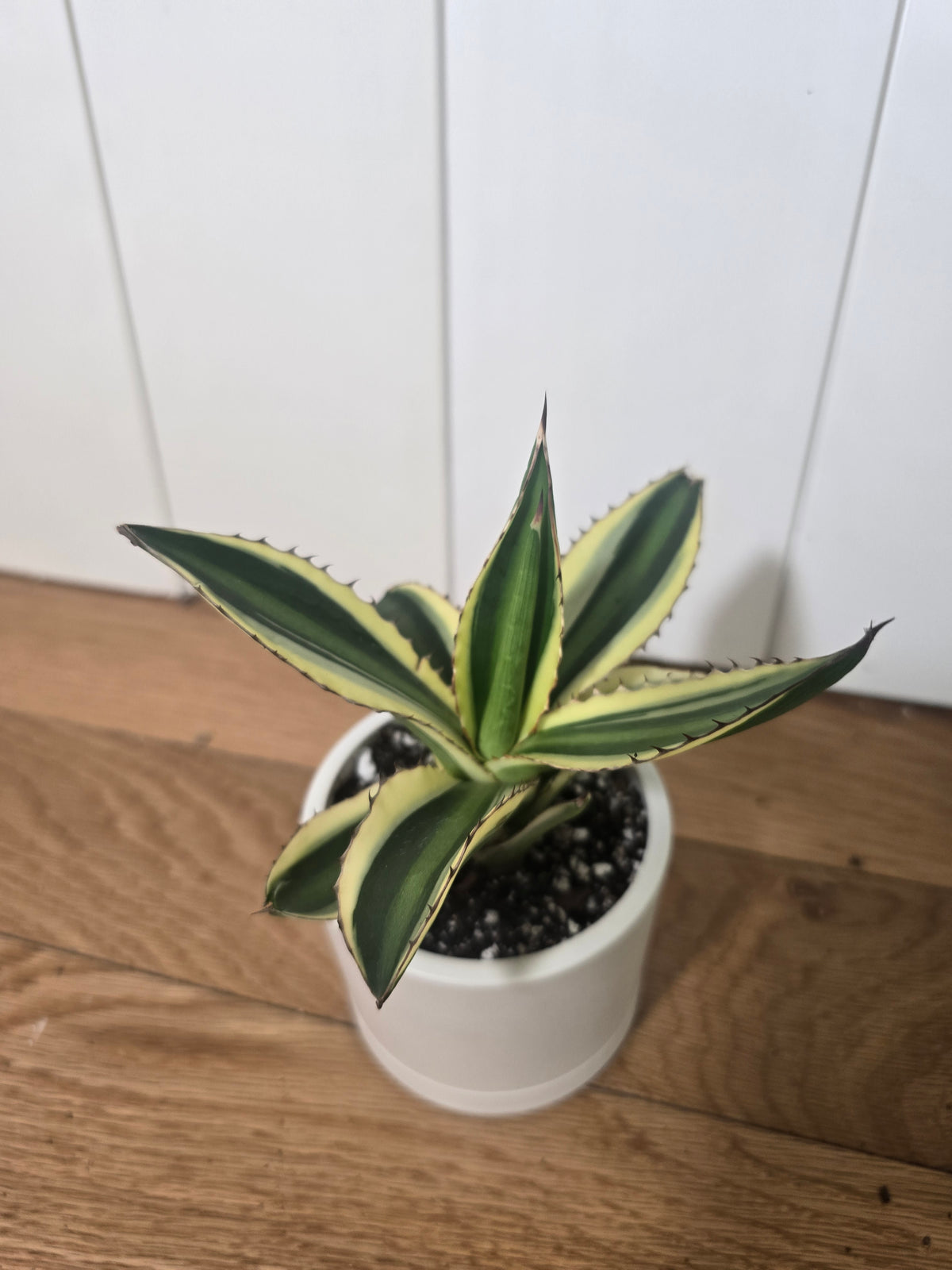 Share Agave Quadricolor Lophantha Variegated Rare Succulent in Kanso Pot w/ Saucer