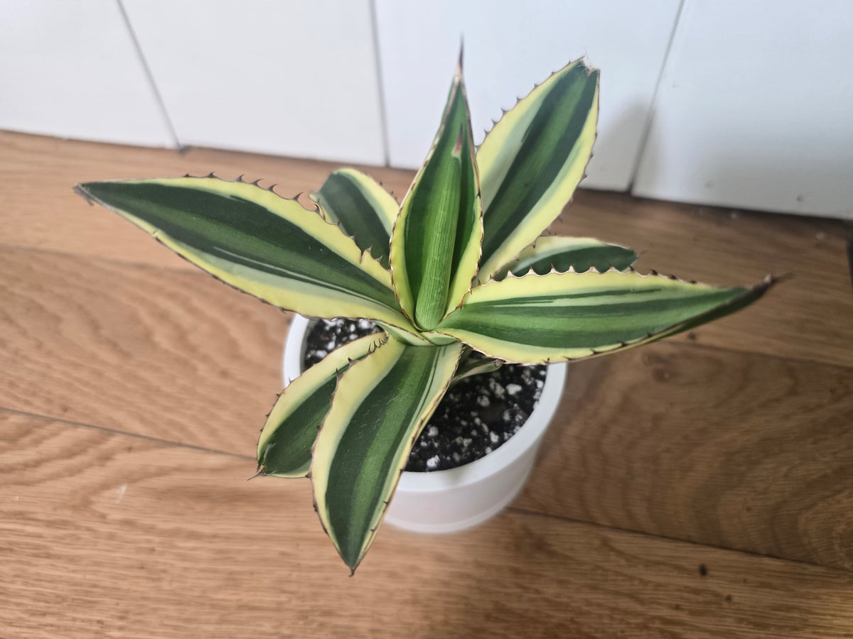 Share Agave Quadricolor Lophantha Variegated Rare Succulent in Kanso Pot w/ Saucer
