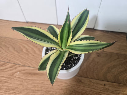 Share Agave Quadricolor Lophantha Variegated Rare Succulent in Kanso Pot w/ Saucer