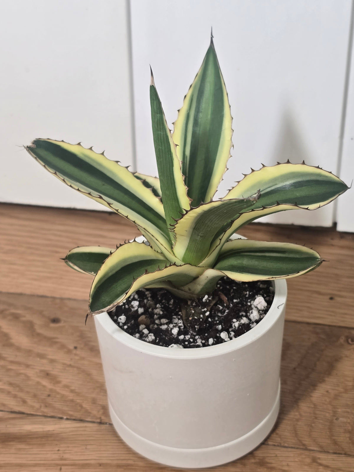 Share Agave Quadricolor Lophantha Variegated Rare Succulent in Kanso Pot w/ Saucer