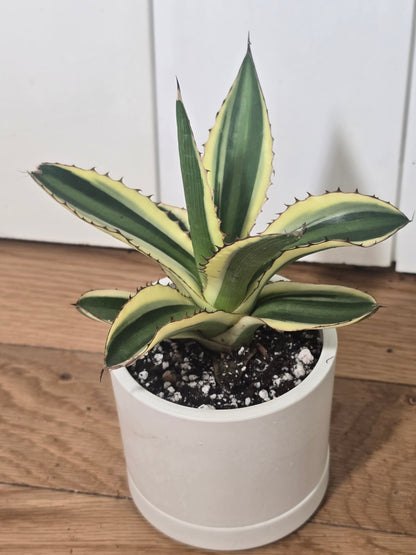 Share Agave Quadricolor Lophantha Variegated Rare Succulent in Kanso Pot w/ Saucer