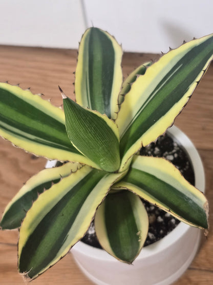 Share Agave Quadricolor Lophantha Variegated Rare Succulent in Kanso Pot w/ Saucer