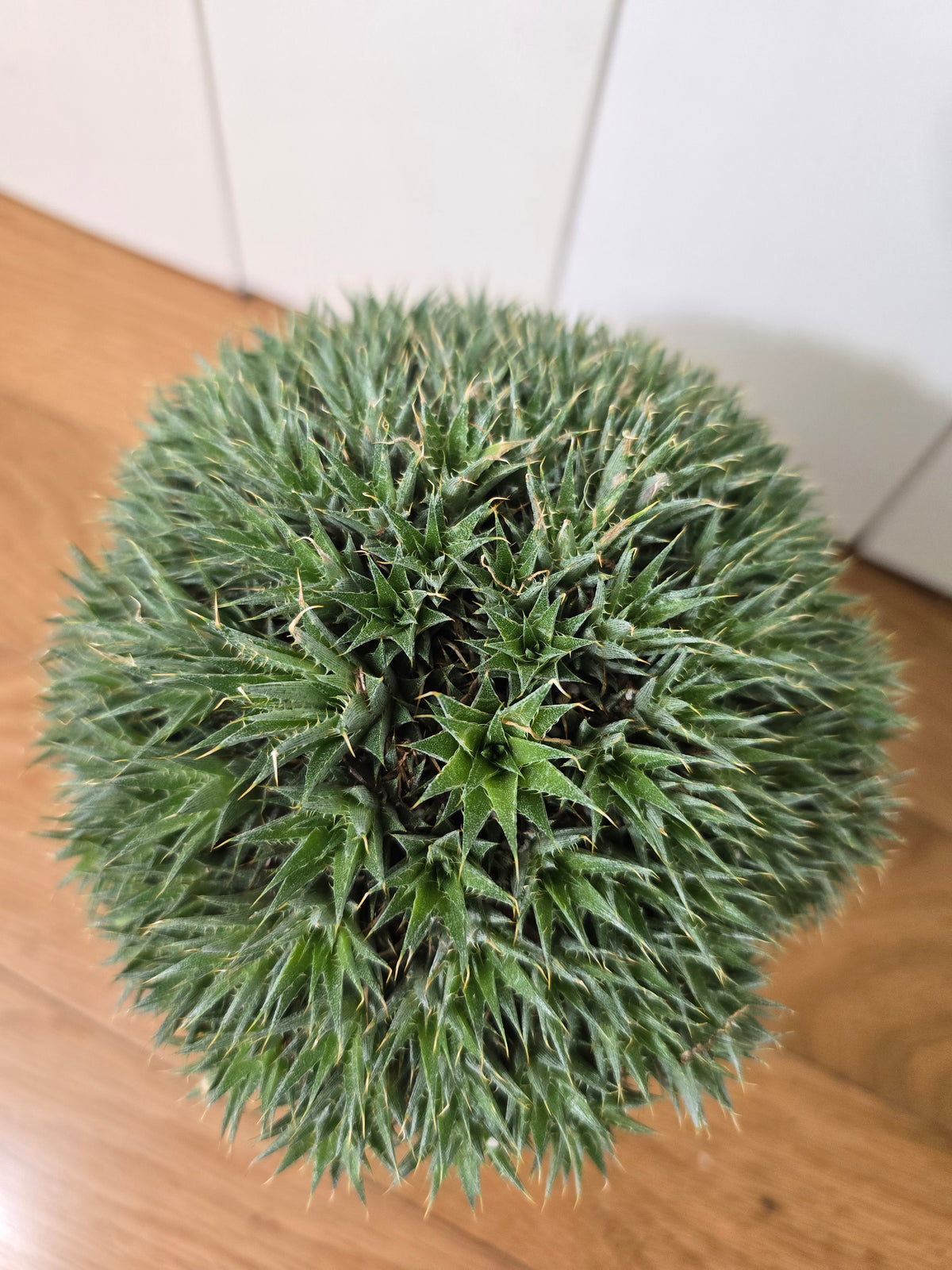 Deuterocohnia Brevifolia | Argentina Ball | RARE House Plant | 6" in Diameter | in Kanso Pot With Saucer