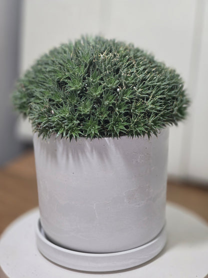 Deuterocohnia Brevifolia | Argentina Ball | RARE House Plant | 6" in Diameter | in Kanso Pot With Saucer