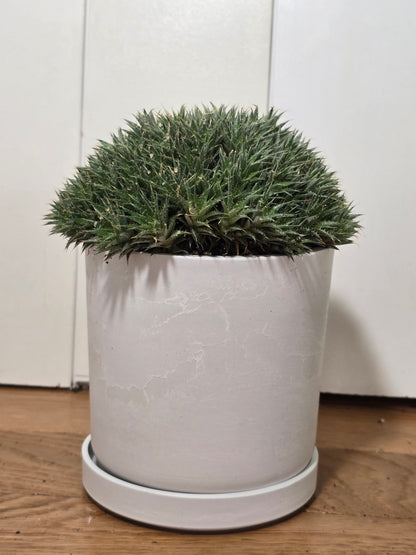 Deuterocohnia Brevifolia | Argentina Ball | RARE House Plant | 6" in Diameter | in Kanso Pot With Saucer