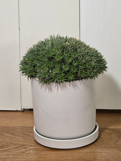 Deuterocohnia Brevifolia | Argentina Ball | RARE House Plant | 6" in Diameter | in Kanso Pot With Saucer
