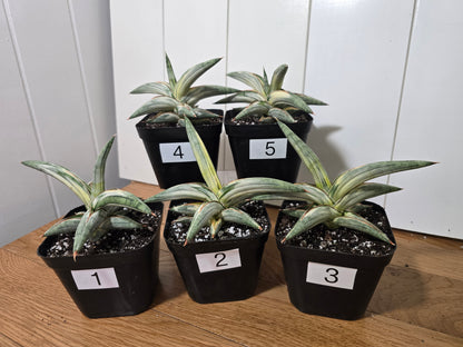 Sansevieria 'Blue Clone' | RARE Variegated Plant Houseplant | in 4"Pot | Five Options!