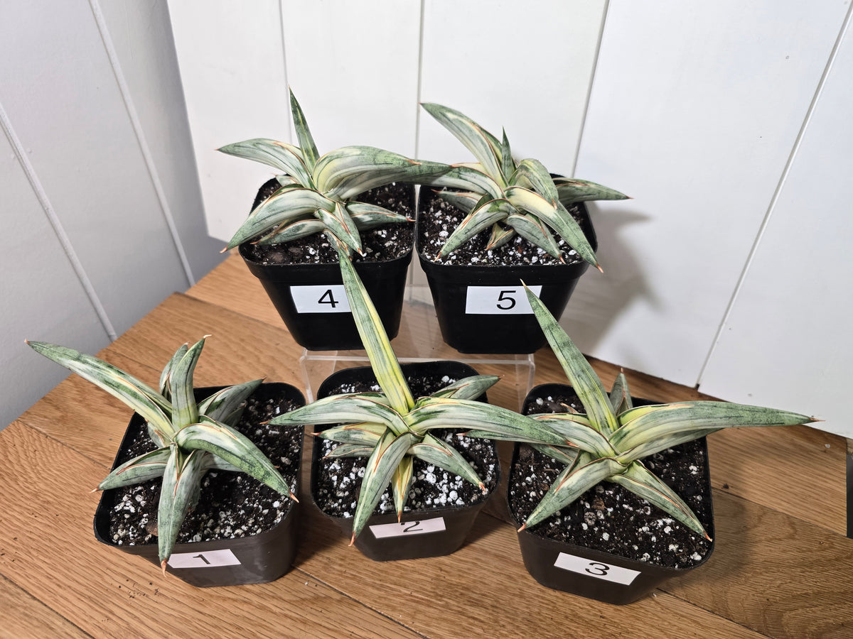 Sansevieria 'Blue Clone' | RARE Variegated Plant Houseplant | in 4"Pot | Five Options!