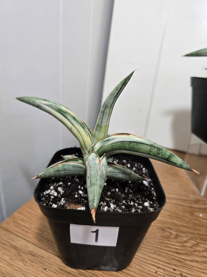 Sansevieria 'Blue Clone' | RARE Variegated Plant Houseplant | in 4"Pot | Five Options!