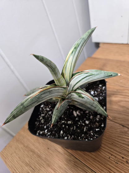 Sansevieria 'Blue Clone' | RARE Variegated Plant Houseplant | in 4"Pot | Five Options!