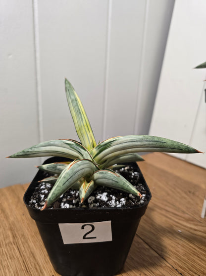 Sansevieria 'Blue Clone' | RARE Variegated Plant Houseplant | in 4"Pot | Five Options!
