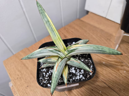 Sansevieria 'Blue Clone' | RARE Variegated Plant Houseplant | in 4"Pot | Five Options!