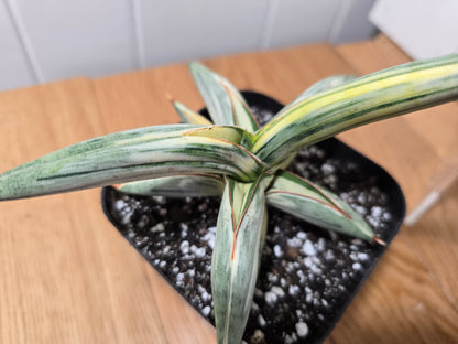 Sansevieria 'Blue Clone' | RARE Variegated Plant Houseplant | in 4"Pot | Five Options!