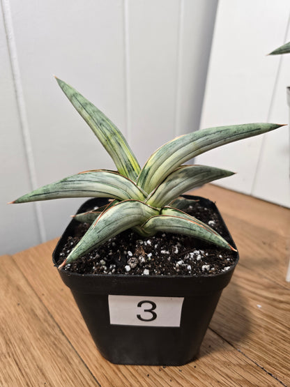 Sansevieria 'Blue Clone' | RARE Variegated Plant Houseplant | in 4"Pot | Five Options!