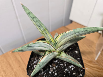 Sansevieria 'Blue Clone' | RARE Variegated Plant Houseplant | in 4"Pot | Five Options!