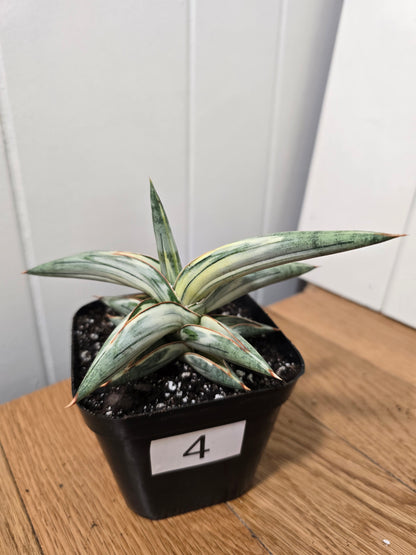 Sansevieria 'Blue Clone' | RARE Variegated Plant Houseplant | in 4"Pot | Five Options!