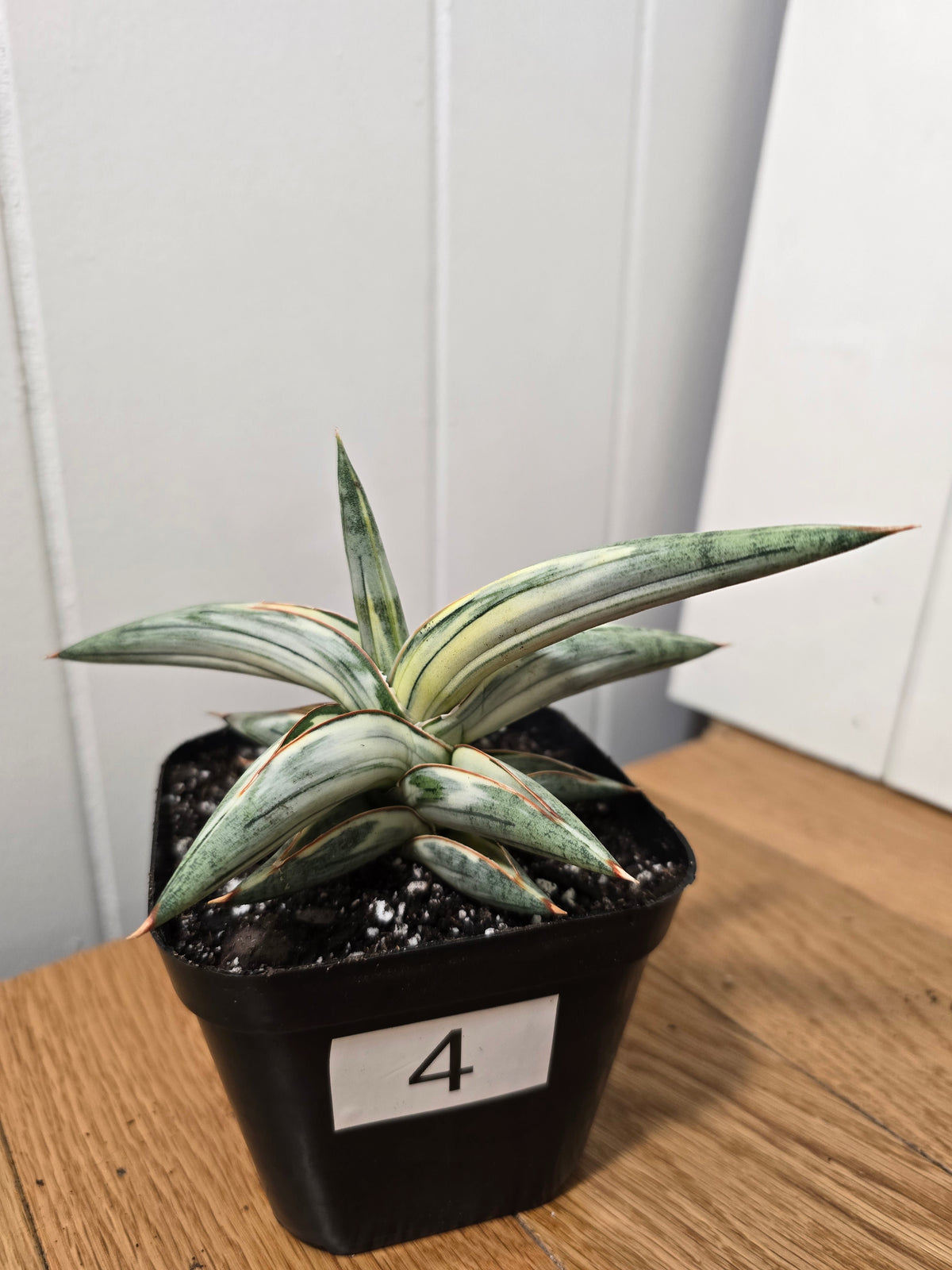Sansevieria 'Blue Clone' | RARE Variegated Plant Houseplant | in 4"Pot | Five Options!