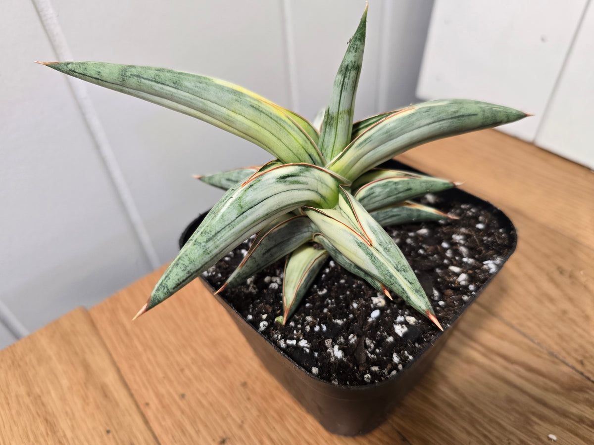 Sansevieria 'Blue Clone' | RARE Variegated Plant Houseplant | in 4"Pot | Five Options!