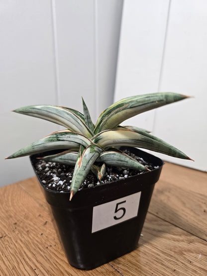 Sansevieria 'Blue Clone' | RARE Variegated Plant Houseplant | in 4"Pot | Five Options!