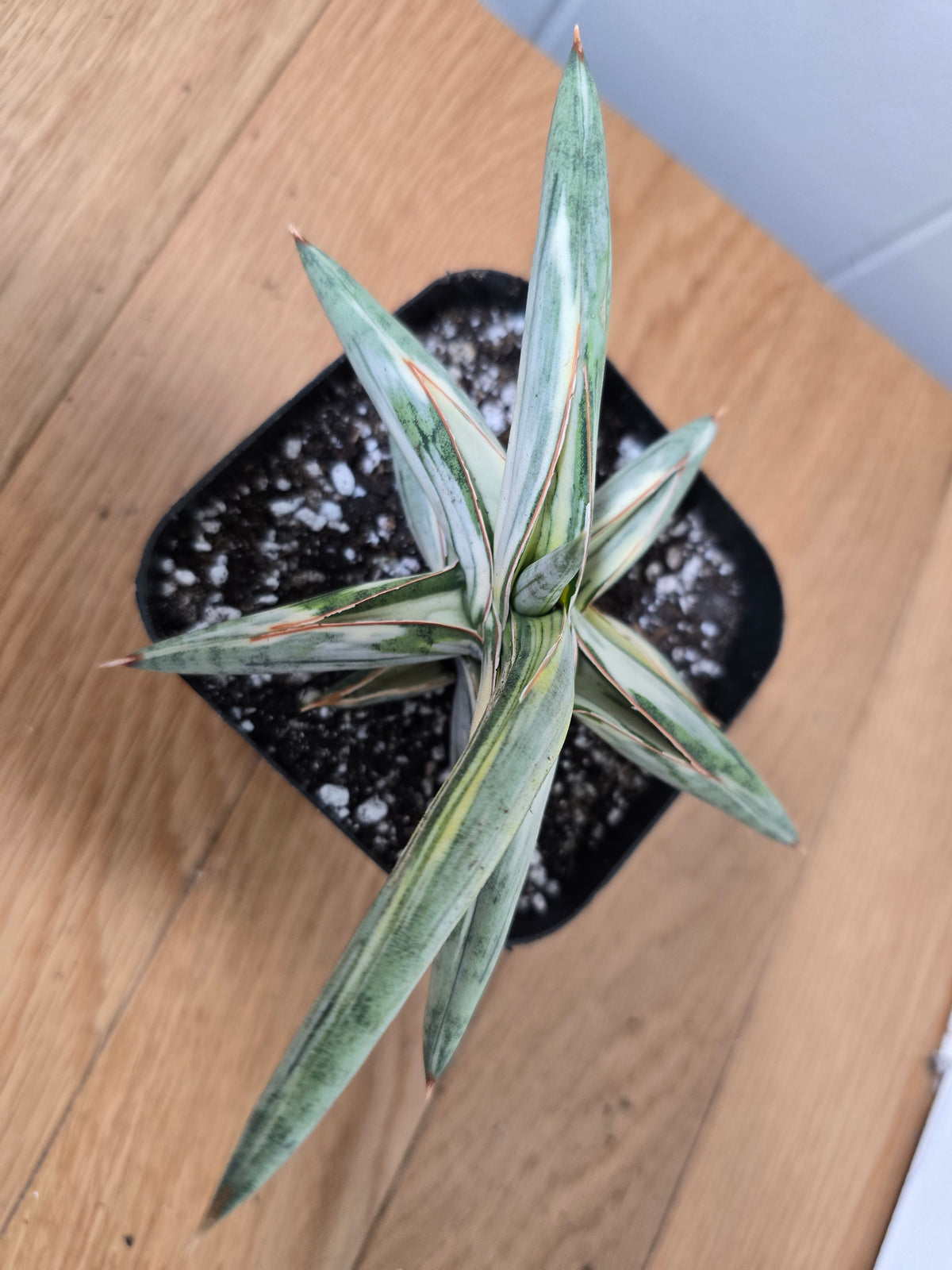 Sansevieria 'Blue Clone' | RARE Variegated Plant Houseplant | in 4"Pot | Five Options!