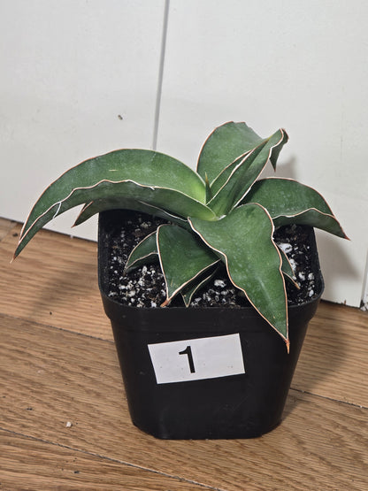 Sansevieria Blue Kew | RARE Snake Plant | Fully Rooted in 4" Pot | Four Options