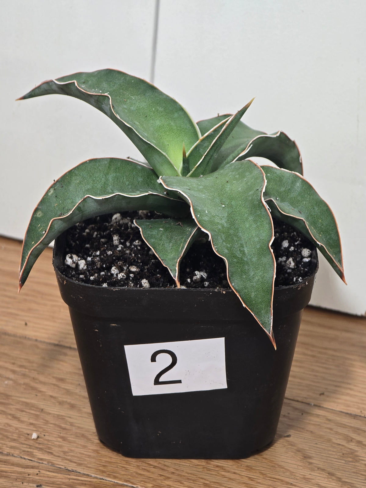 Sansevieria Blue Kew | RARE Snake Plant | Fully Rooted in 4" Pot | Four Options