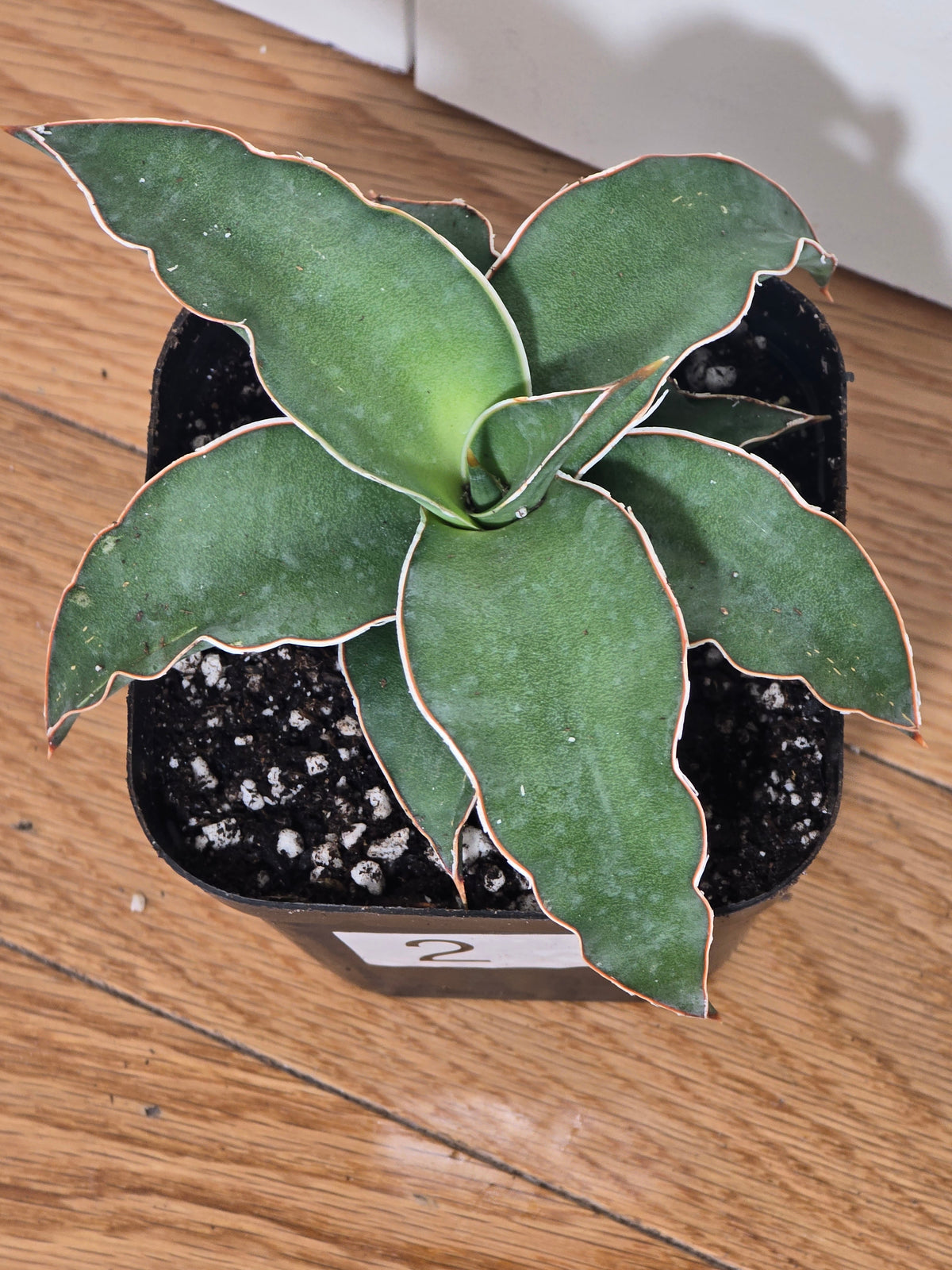 Sansevieria Blue Kew | RARE Snake Plant | Fully Rooted in 4" Pot | Four Options