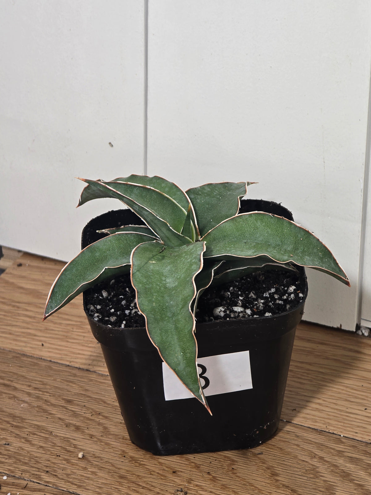Sansevieria Blue Kew | RARE Snake Plant | Fully Rooted in 4" Pot | Four Options
