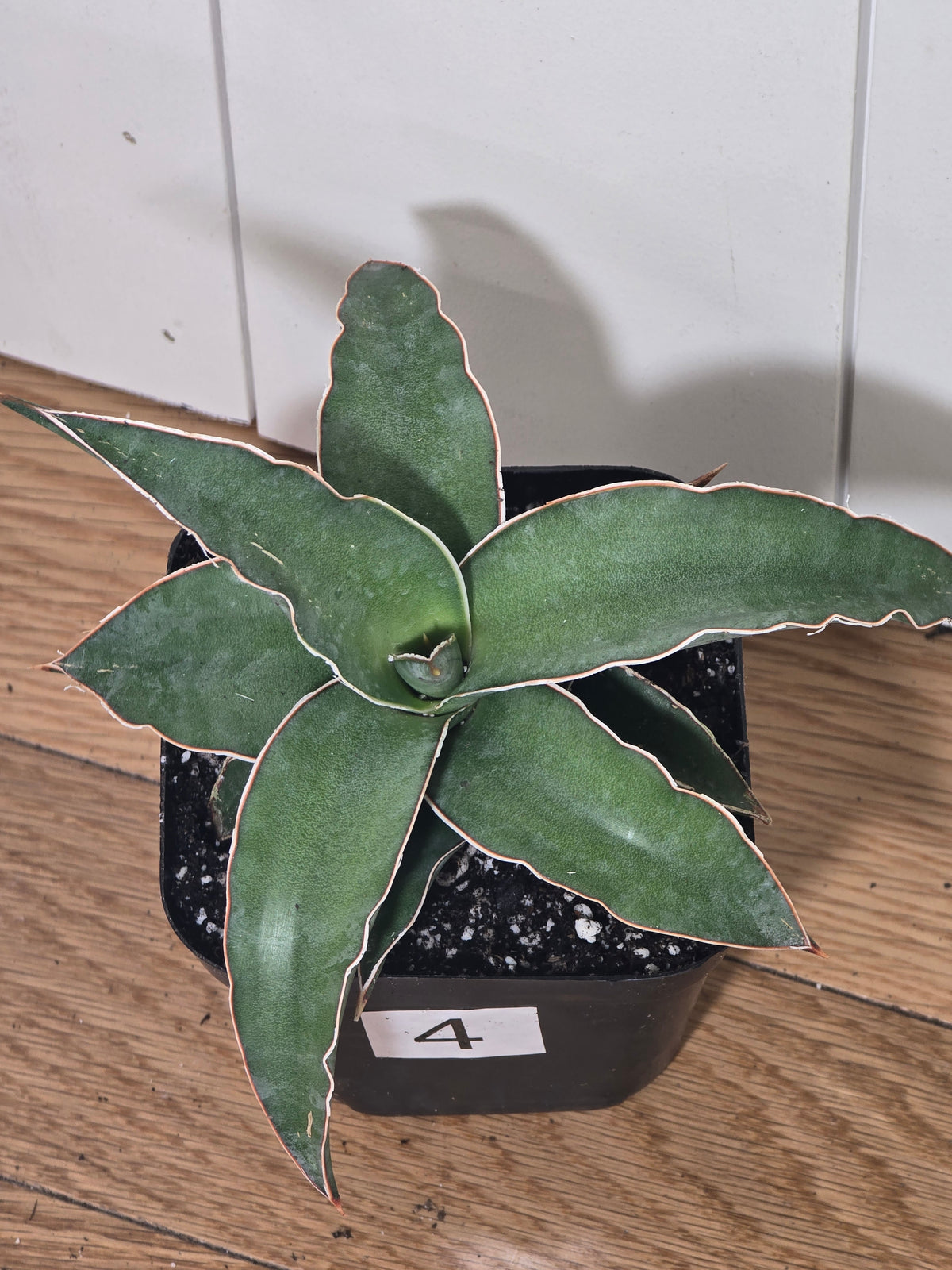 Sansevieria Blue Kew | RARE Snake Plant | Fully Rooted in 4" Pot | Four Options