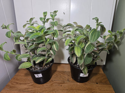 Tradescantia Sillamontana Variegata "White Velvet" Plant Rooted in 3.5" Pot