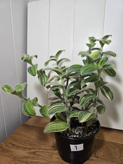 Tradescantia Sillamontana Variegata "White Velvet" Plant Rooted in 3.5" Pot