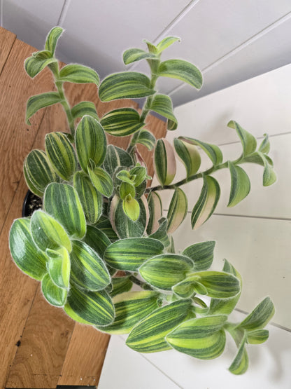 Tradescantia Sillamontana Variegata "White Velvet" Plant Rooted in 3.5" Pot