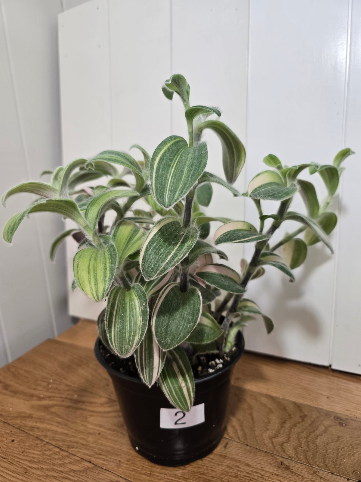 Tradescantia Sillamontana Variegata "White Velvet" Plant Rooted in 3.5" Pot