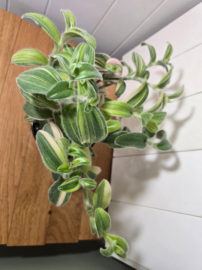 Tradescantia Sillamontana Variegata "White Velvet" Plant Rooted in 3.5" Pot