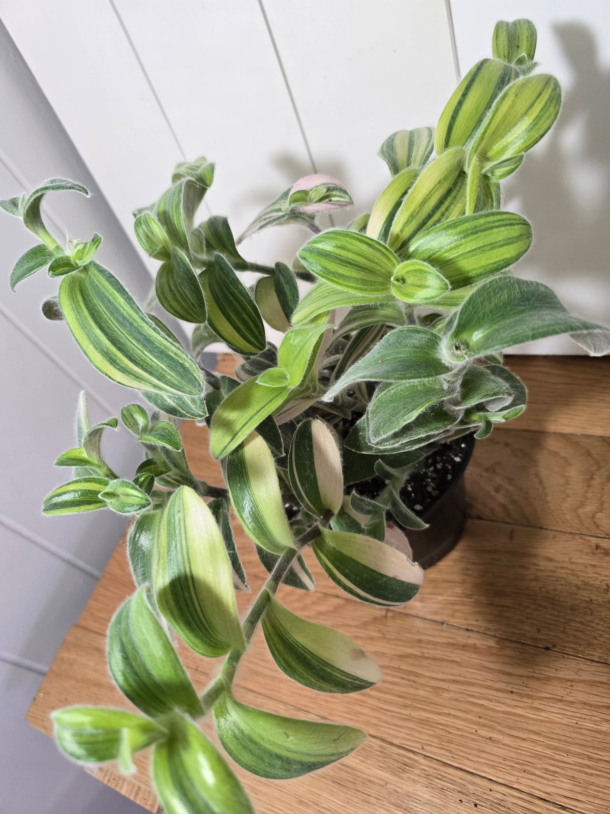 Tradescantia Sillamontana Variegata "White Velvet" Plant Rooted in 3.5" Pot