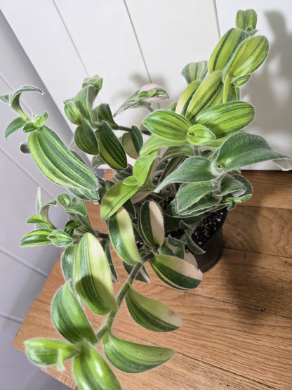 Tradescantia Sillamontana Variegata "White Velvet" Plant Rooted in 3.5" Pot