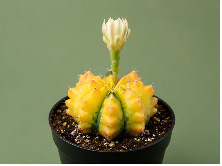 Gymnocalycium RARE Colorful Variegated Cactus