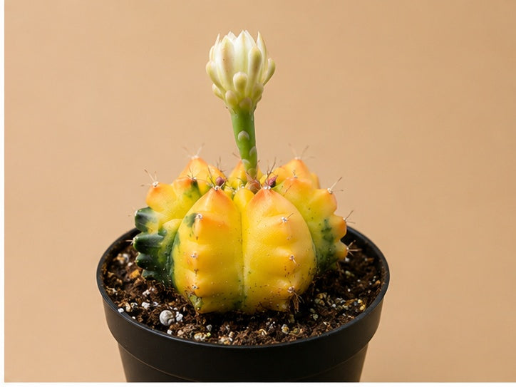 Gymnocalycium RARE Colorful Variegated Cactus