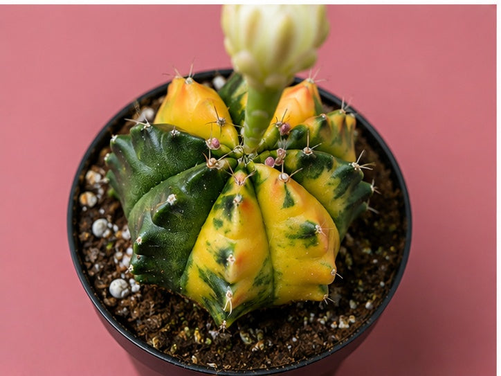 Gymnocalycium RARE Colorful Variegated Cactus