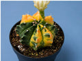 Gymnocalycium RARE Colorful Variegated Cactus