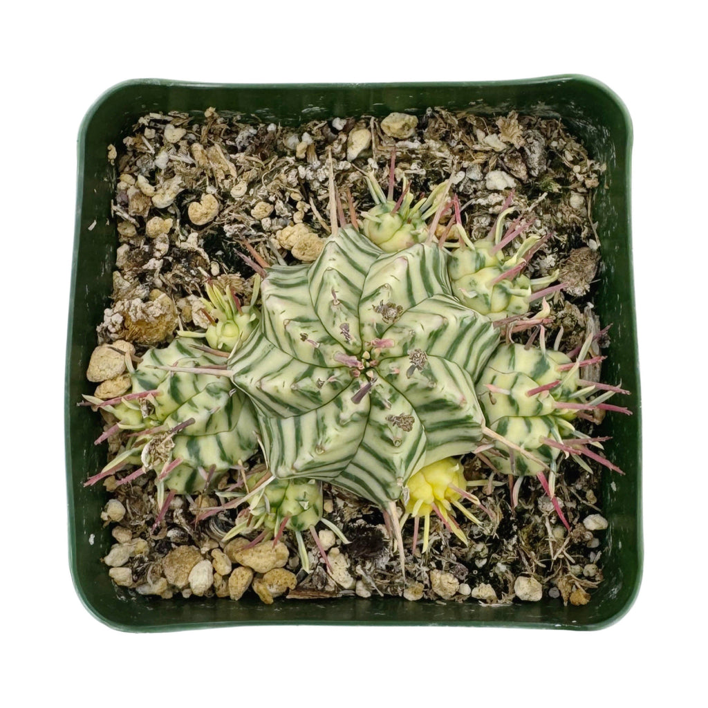 Euphorbia Meloformis Variegata Variegated | 3.5 inch pot