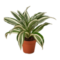 **NEW** Dracaena Warneckii 'White Jewel'