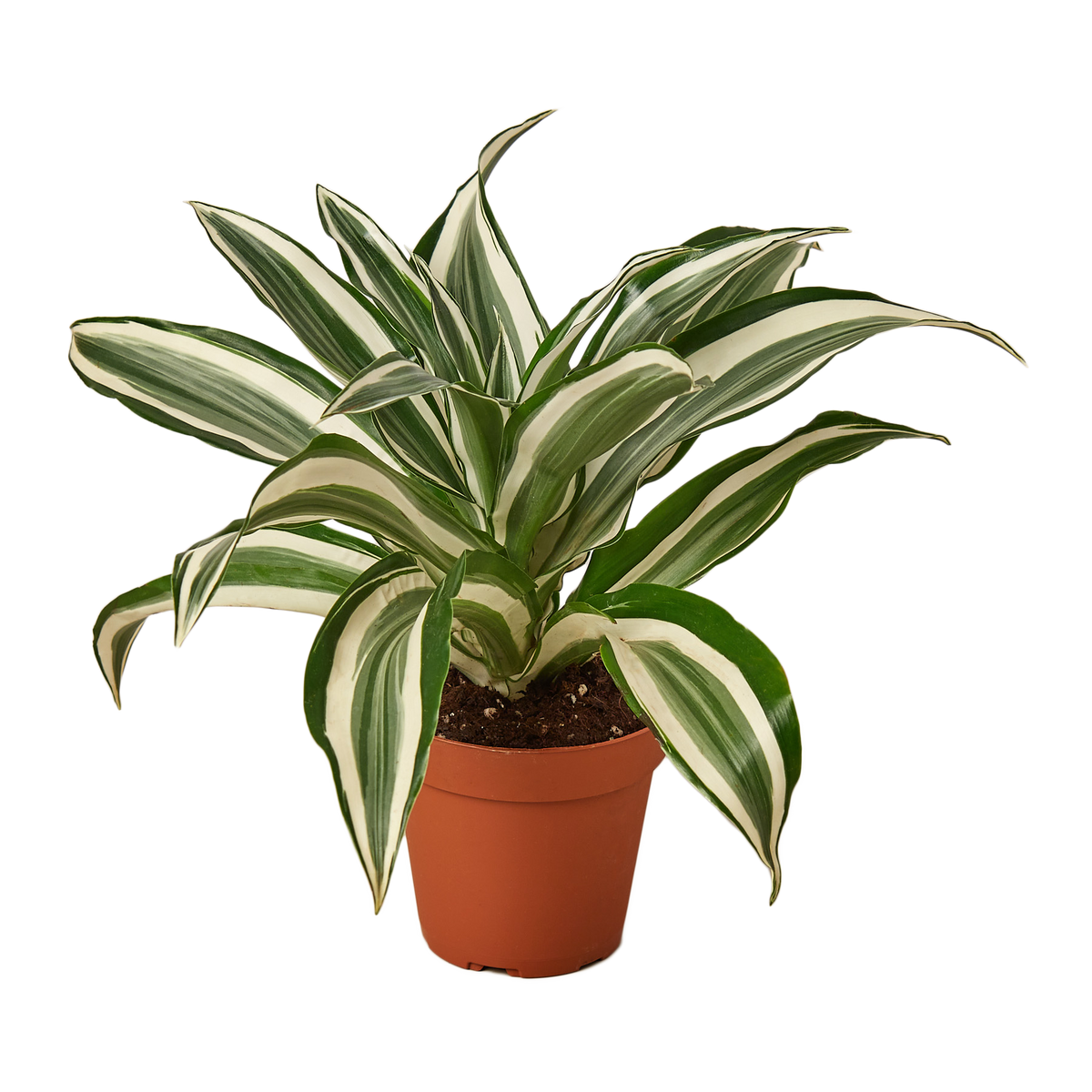 **NEW** Dracaena Warneckii 'White Jewel'