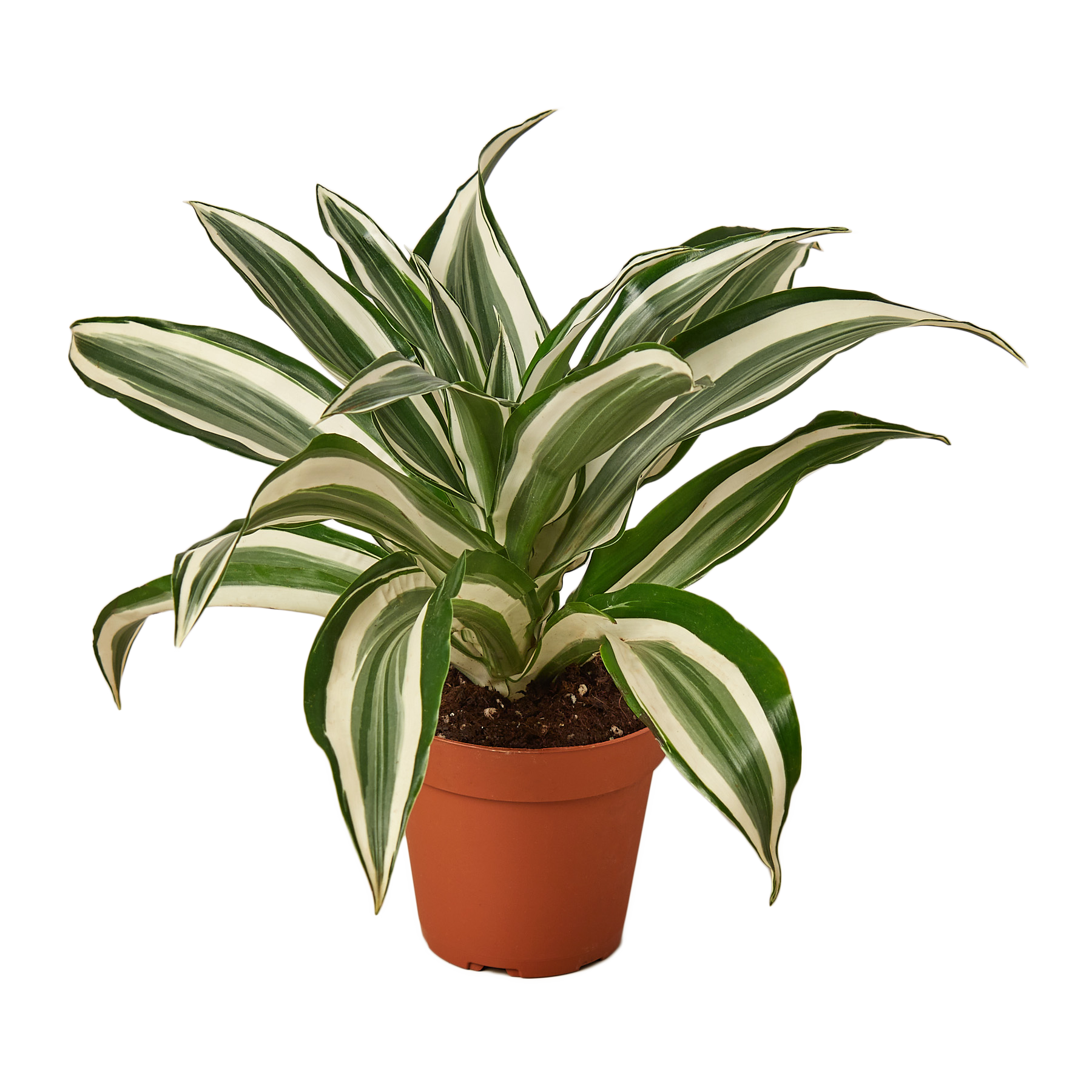 **NEW** Dracaena Warneckii 'White Jewel'