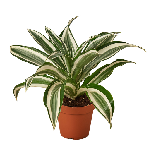 **NEW** Dracaena Warneckii 'White Jewel'