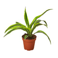 **NEW** Dracaena 'Lemon Lime'