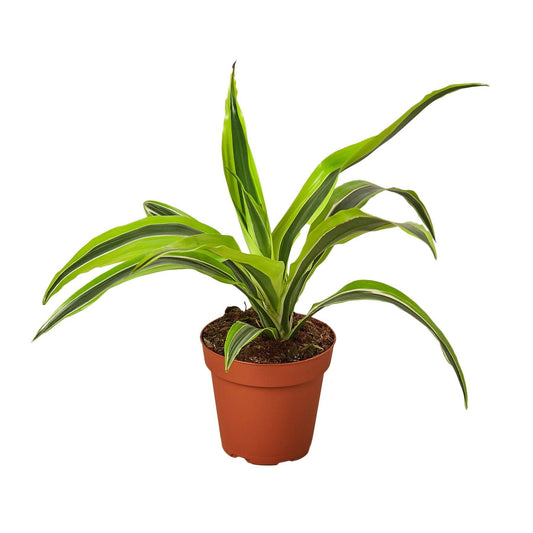**NEW** Dracaena 'Lemon Lime'