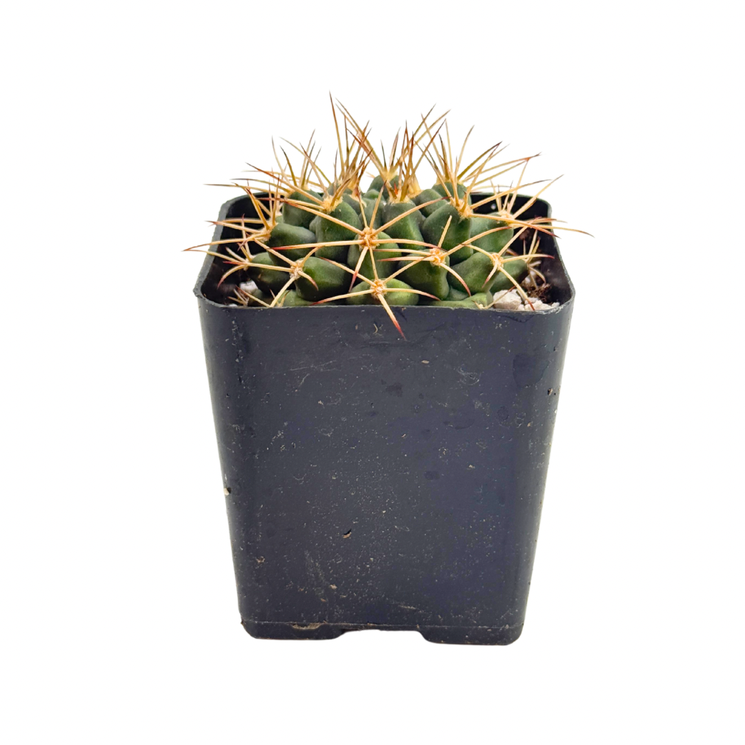 Gymnocalycium Schickendantzii | 2.5 inch