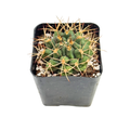 Gymnocalycium Schickendantzii | 2.5 inch